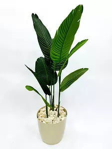 banana tree 8 leaves without pot