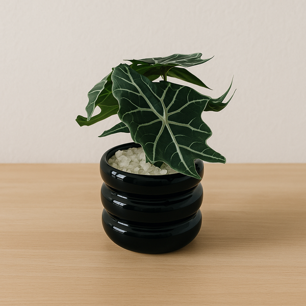 Flowers pots 14